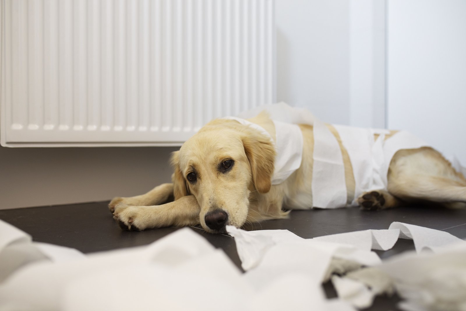 Blasenentzündung beim Hund Symptome Behandlung Tierarzt Paderborn