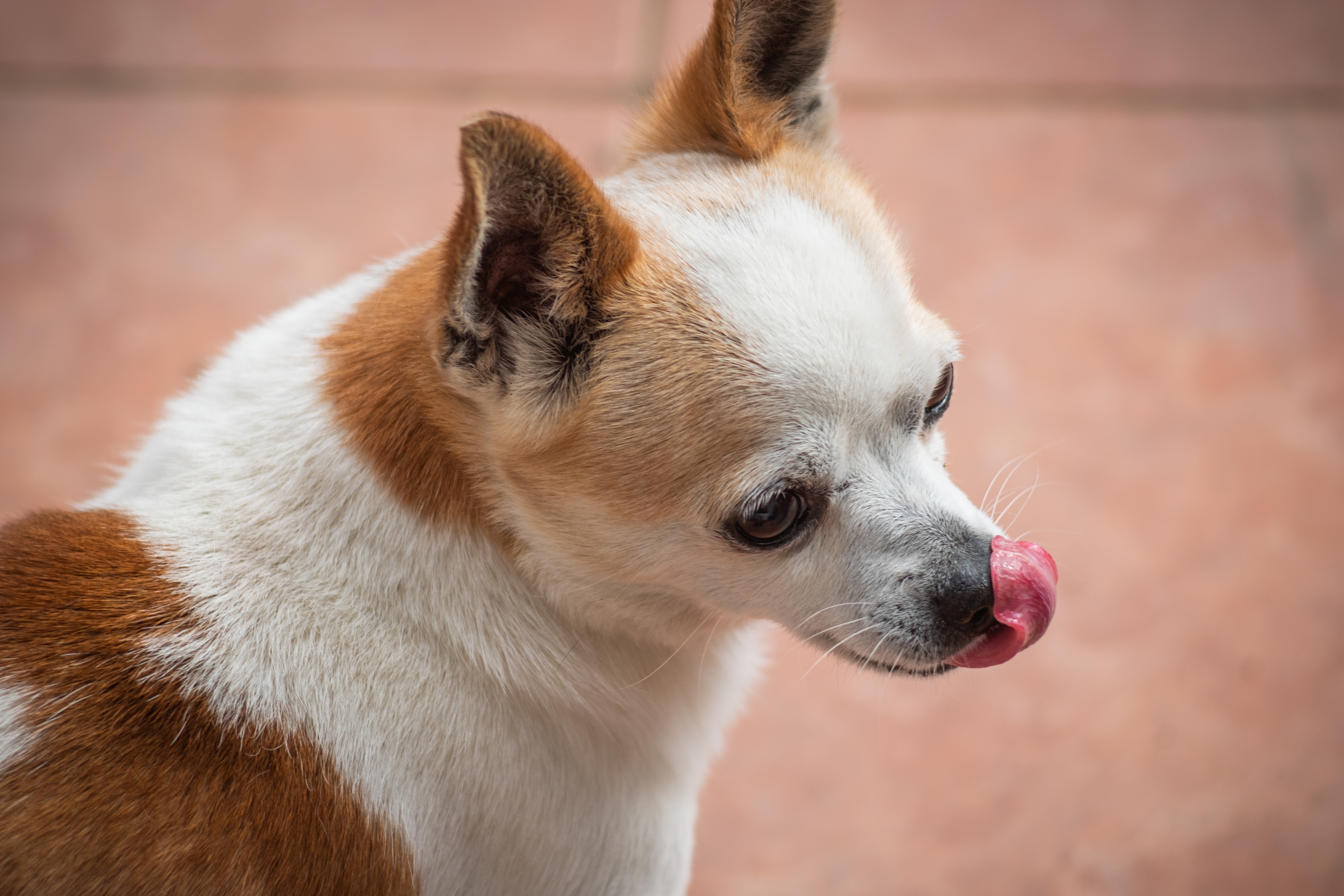 Cushing-Syndrom beim Hund Symptome Behandlung Tierarzt Paderborn