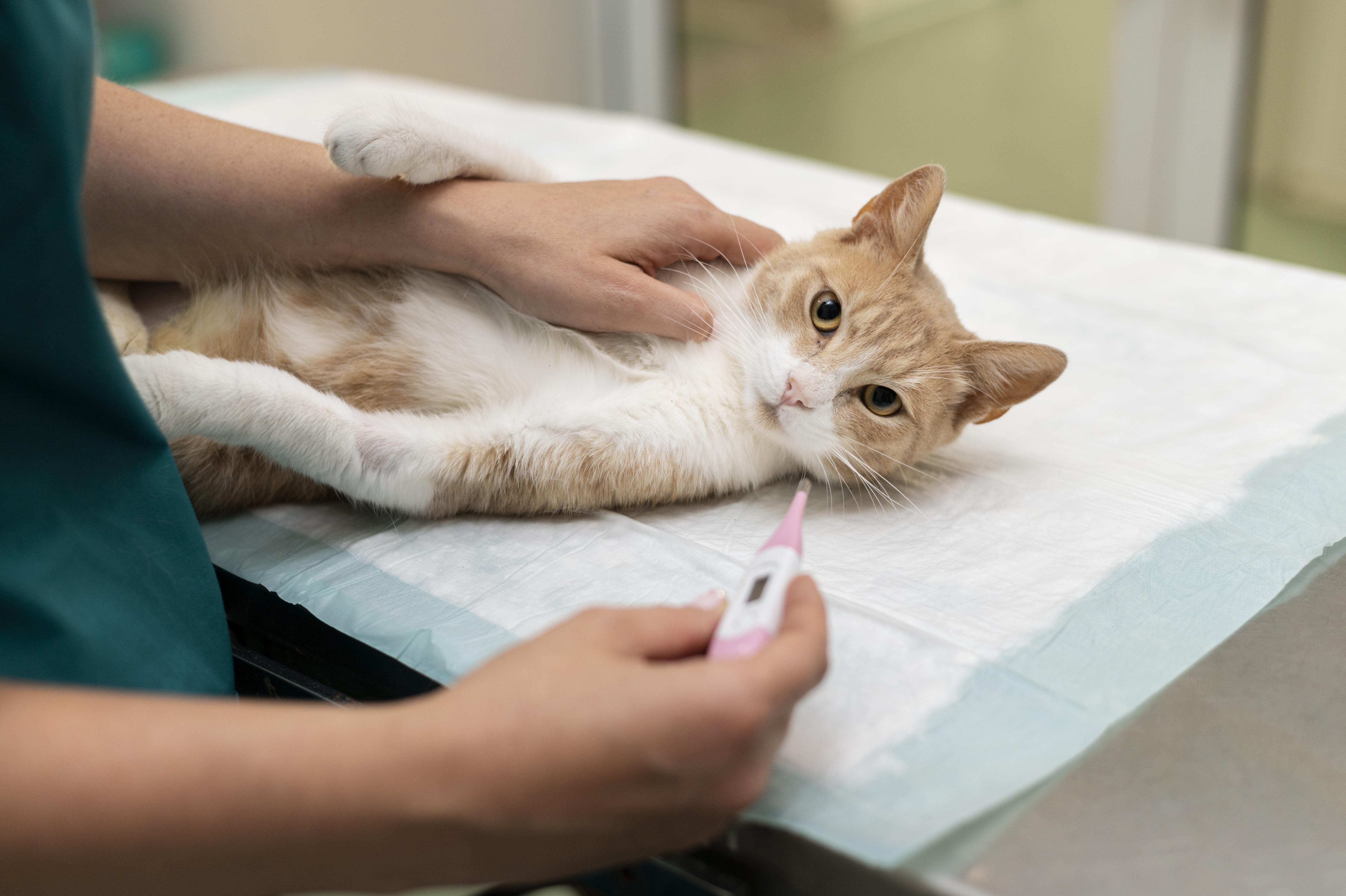 Diabetes bei der Katze Insulin Behandlung Symptome Tierarzt Paderborn