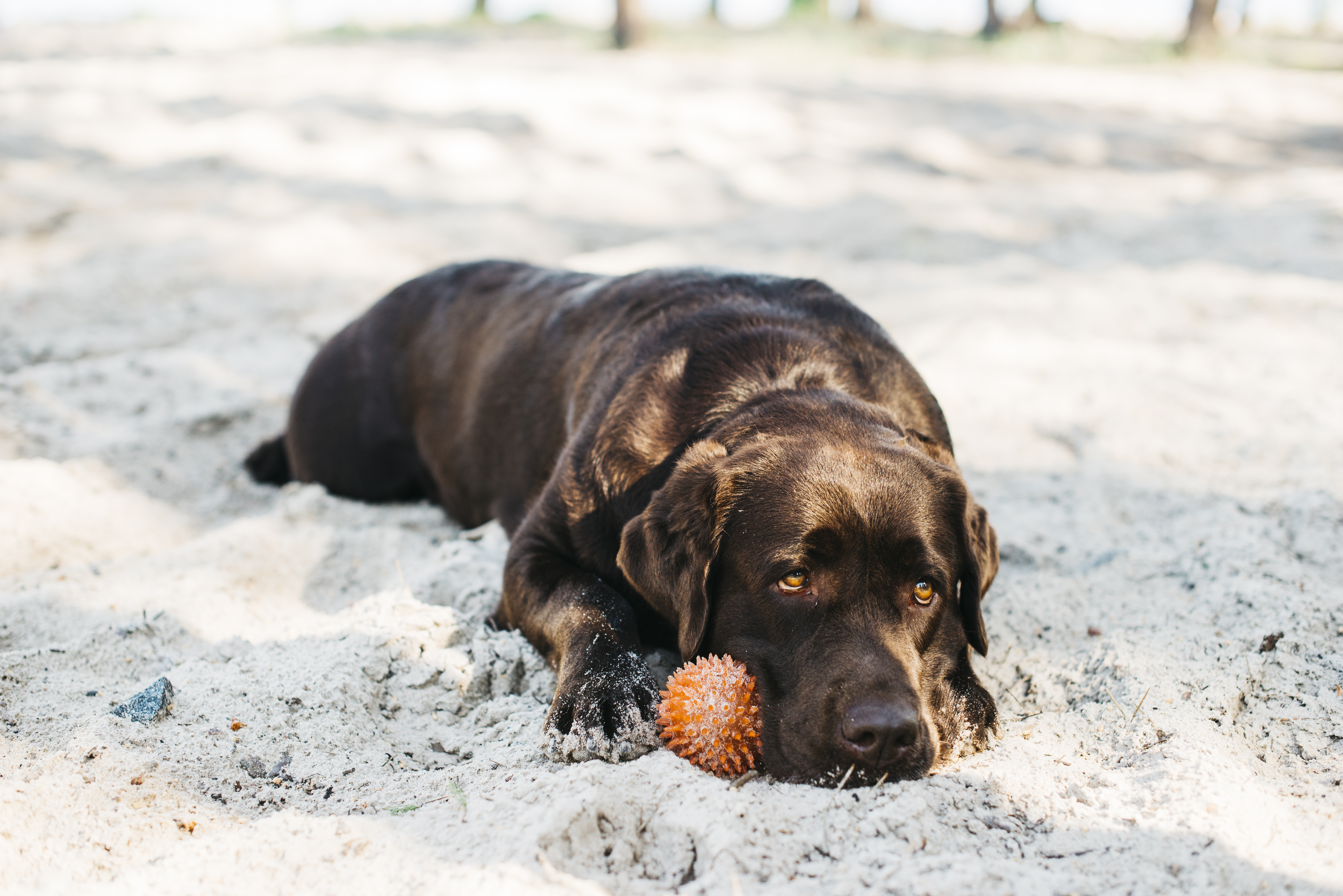Hitzschlag beim Hund Symptome Erste Hilfe Tierarzt Paderborn