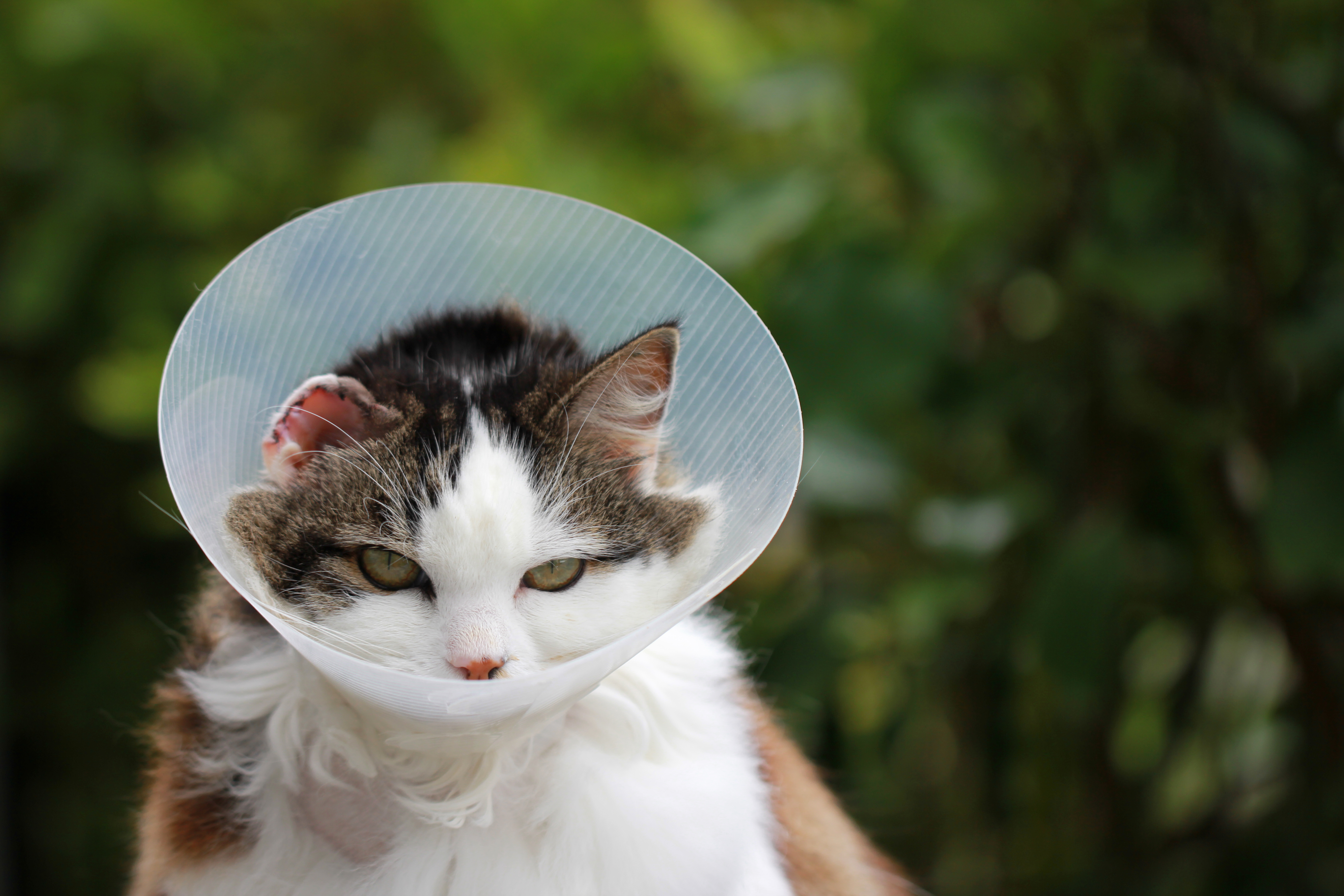 Schilddrüsenüberfunktion bei der Katze Hyperthyreose Symptome Behandlung Tierarzt Paderborn