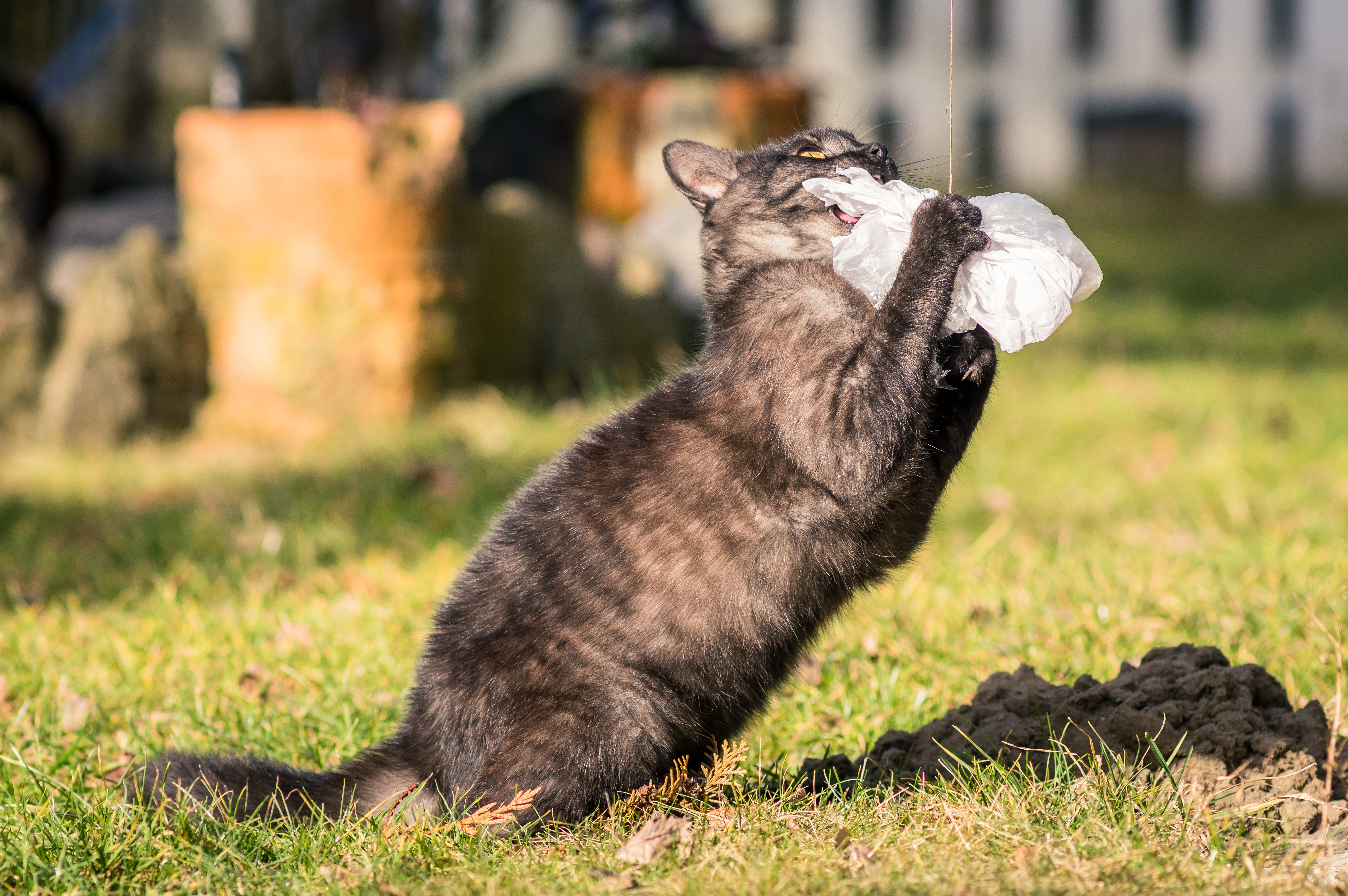 Katze erbricht Ursachen Tierarzt Paderborn