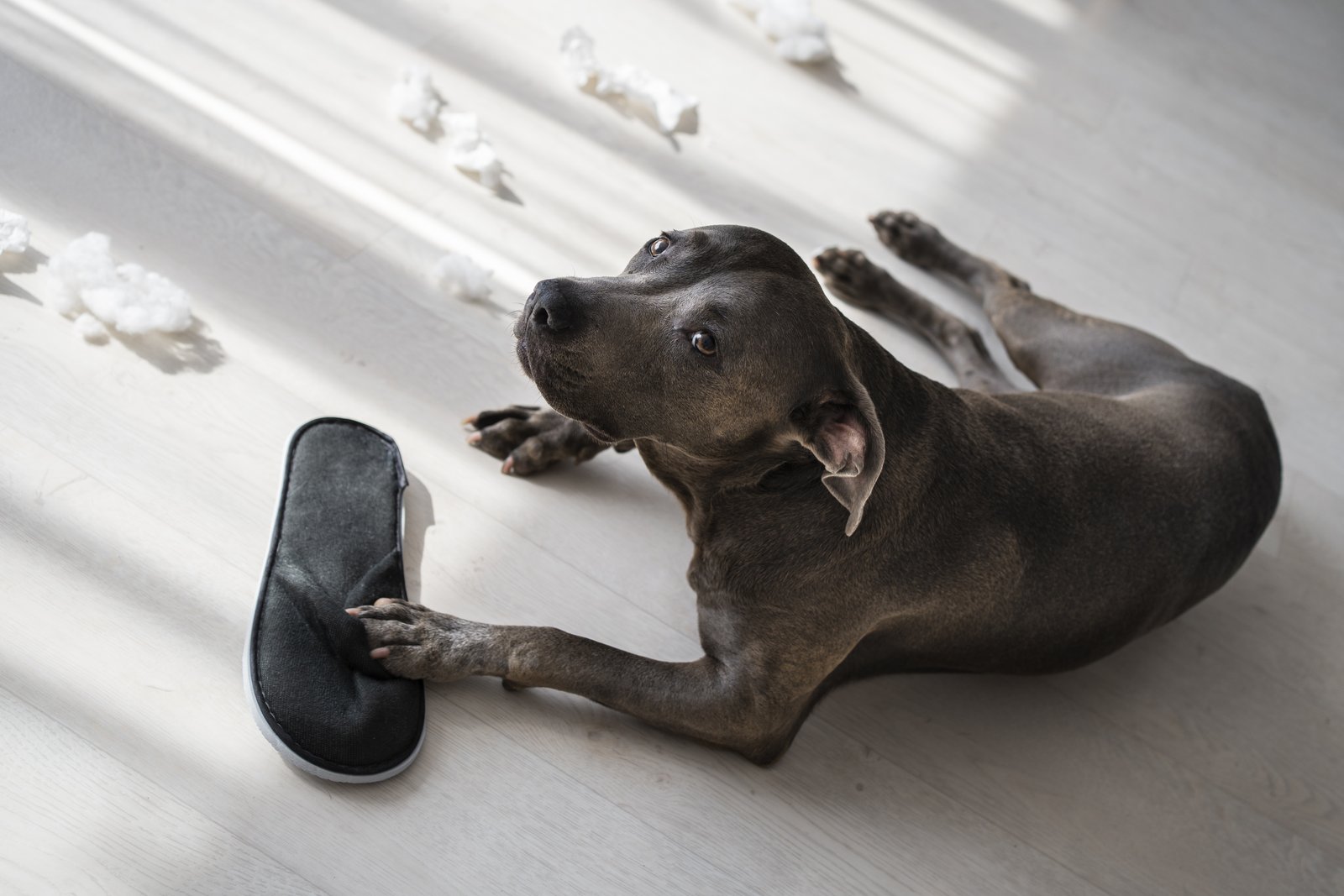 Magendrehung beim Hund Notfall Symptome Tierarzt Paderborn