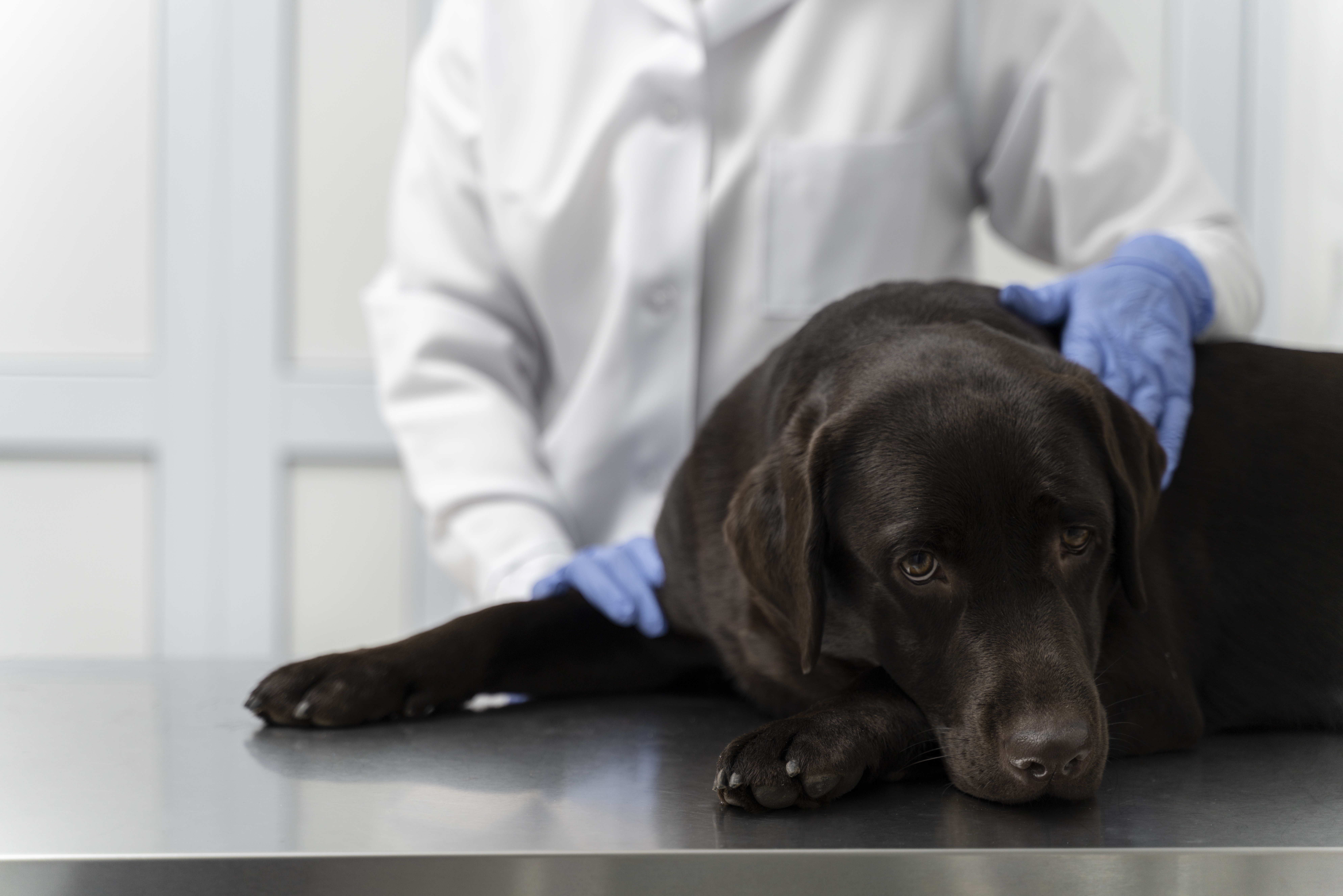 Niereninsuffizienz beim Hund Symptome Behandlung Tierarzt Paderborn