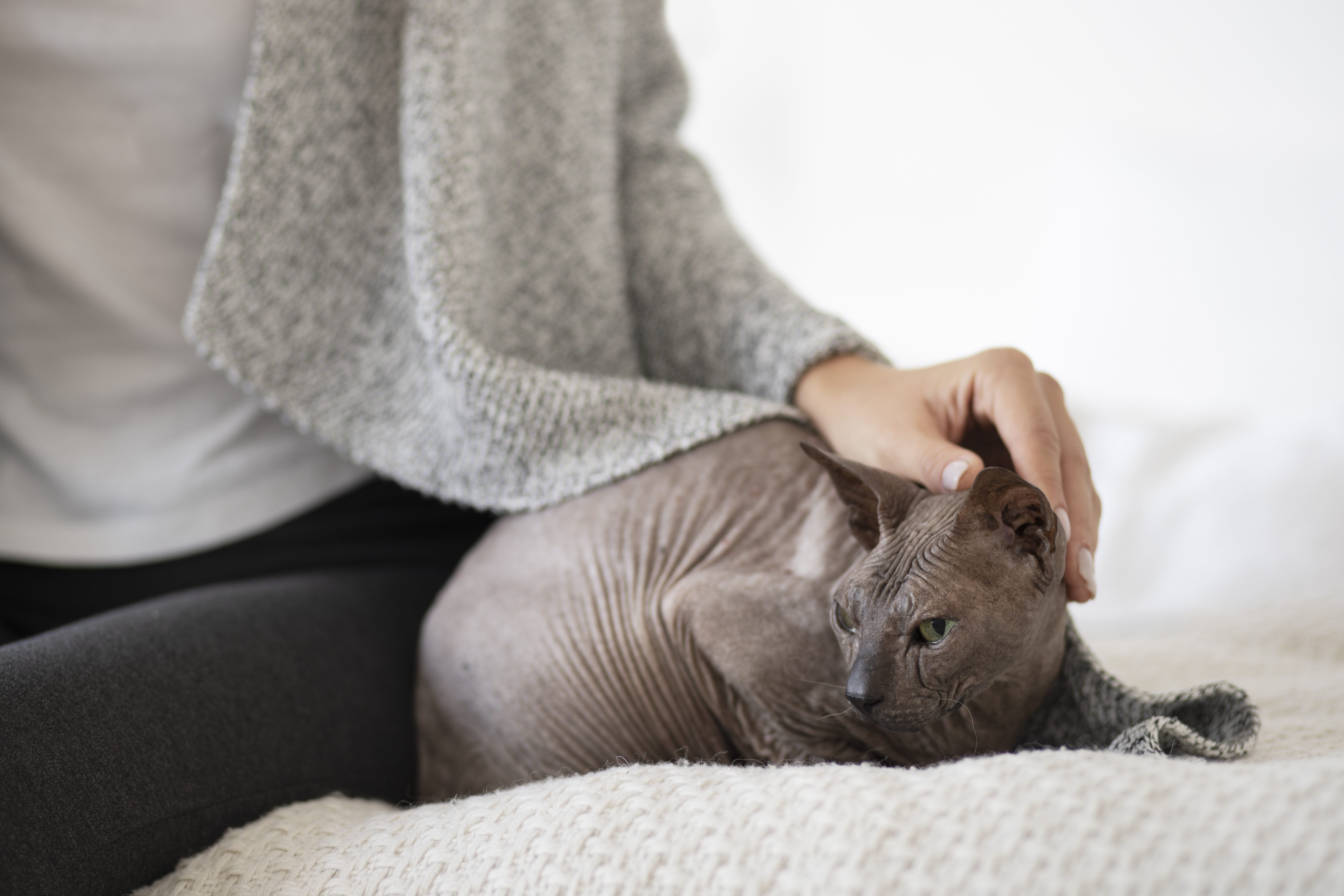Niereninsuffizienz bei der Katze Symptome Behandlung Tierarzt Paderborn
