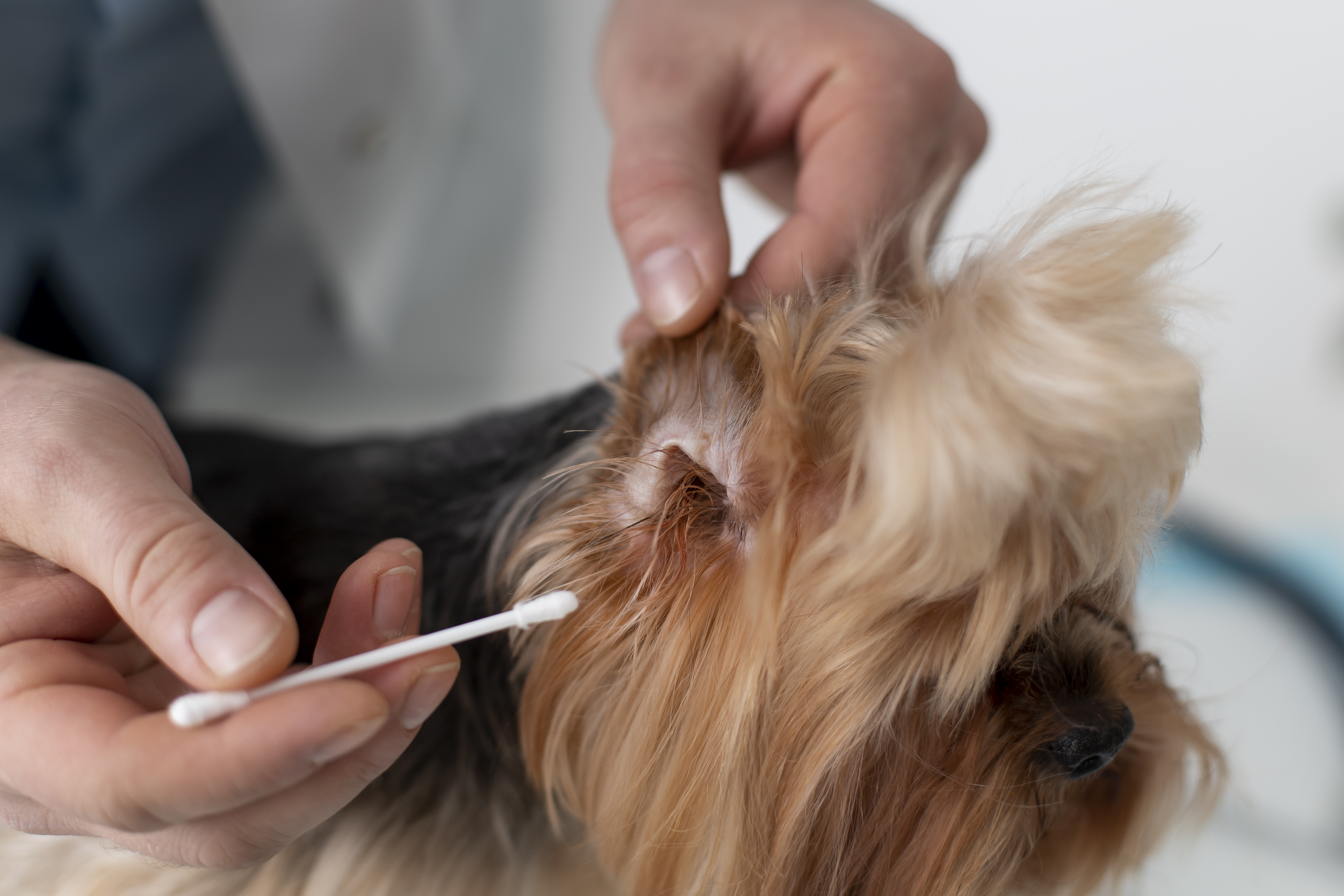 Ohrenentzündung beim Hund Otitis Symptome Behandlung Tierarzt Paderborn
