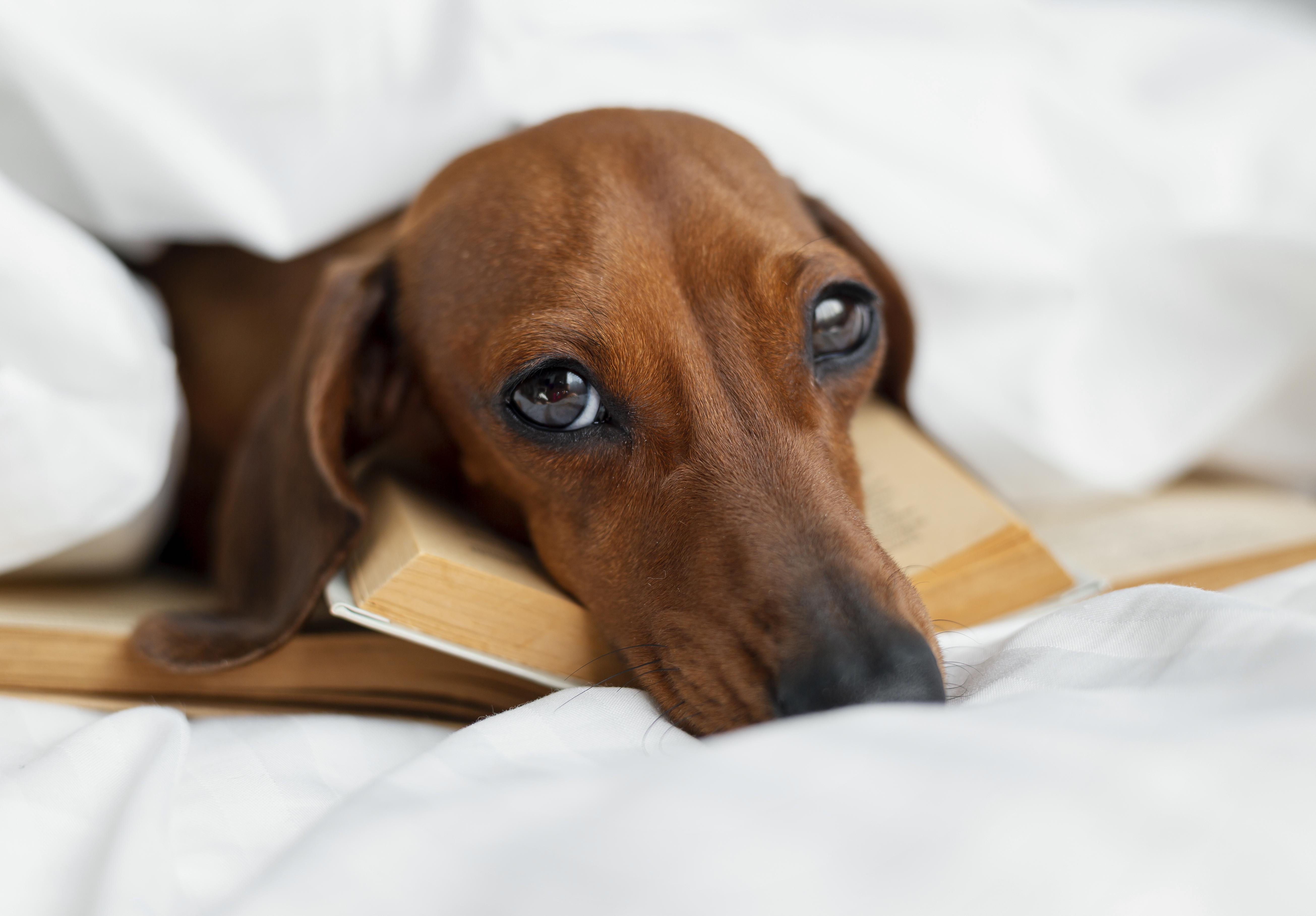Schilddrüsenunterfunktion beim Hund Symptome Behandlung Tierarzt Paderborn